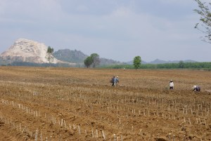 Planting tapioca in badly degraded soils, during a drought, where once there was forest