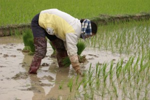Nguyen Thi Dung in her small rice field