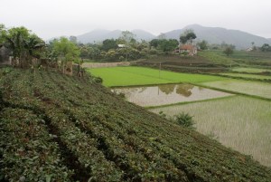 A typical tea farming scene in Thai Nguyen Province