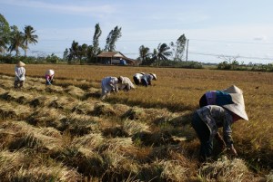 Hand harvesting of rice