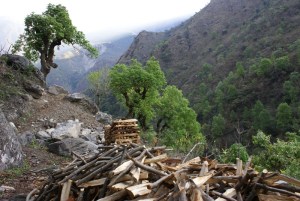 Firewood harvesting continues to be a major problem