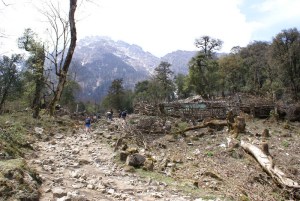 Clearing forest to build a road that doesn't make sense