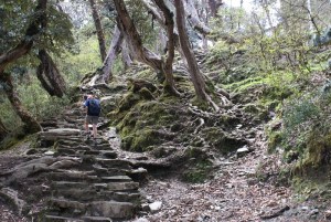Climbing through rhododendron forest to Ghoropani