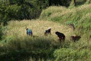 Harvesting wheat